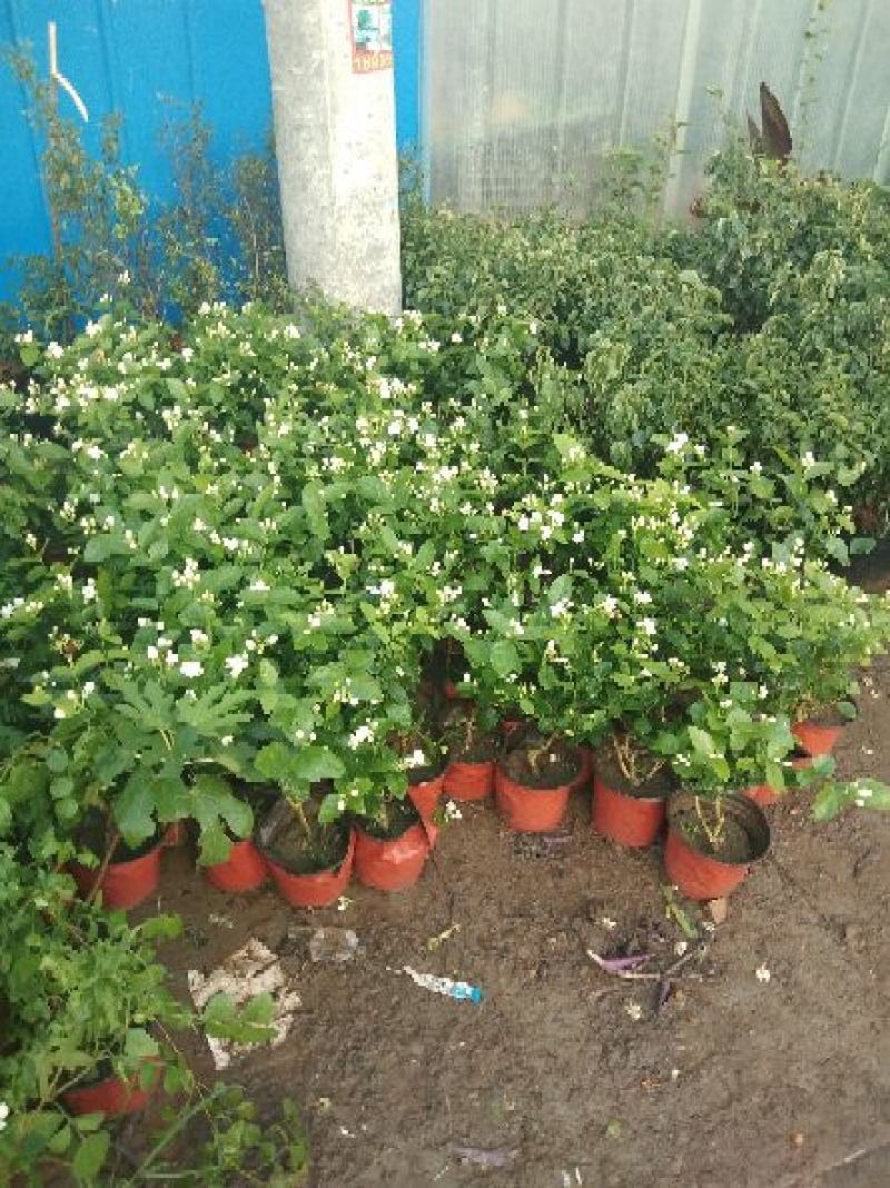 茉莉花盆栽茉莉花带花苞发货基地直销