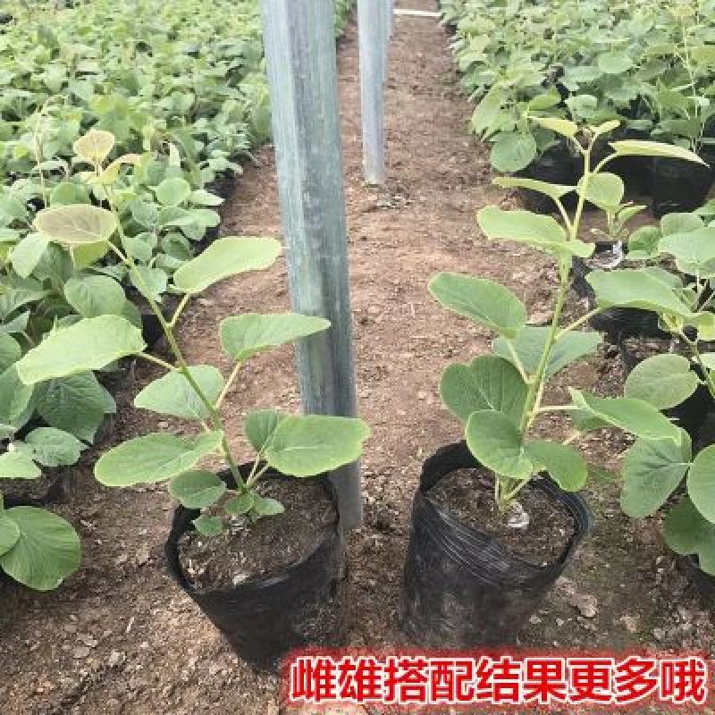 红心红阳猕猴桃苗，基地直销包品种包技术包结果，基地考察