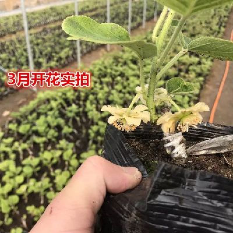 红心红阳猕猴桃苗，基地直销包品种包技术包结果，基地考察