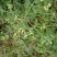 野菊花