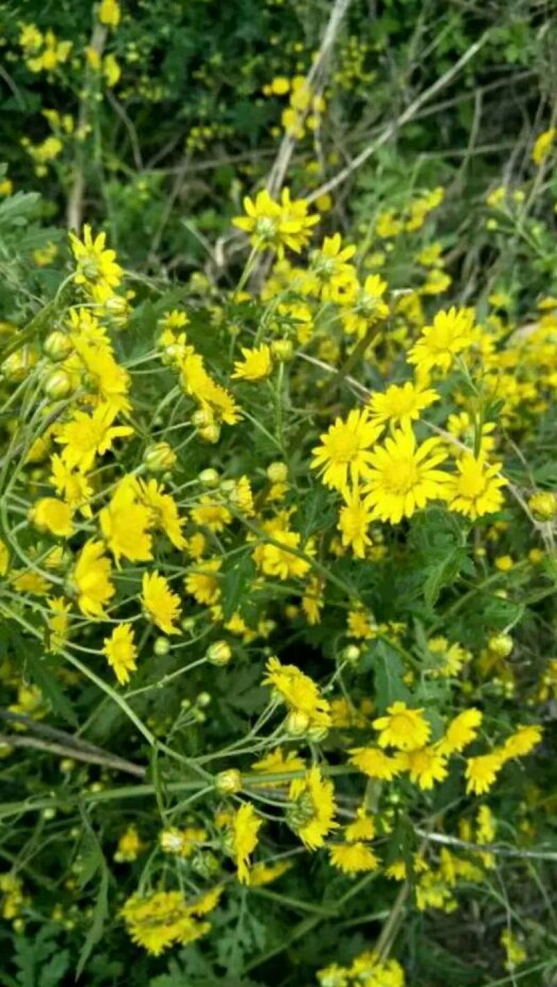 野菊花