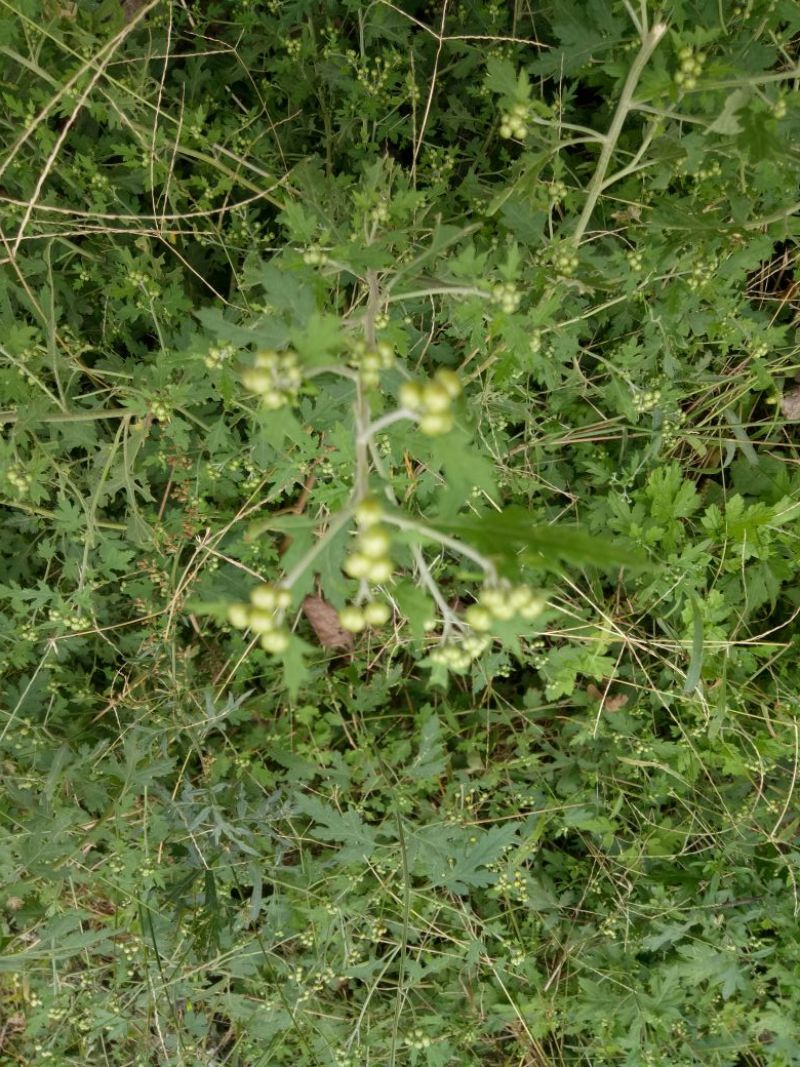 野菊花