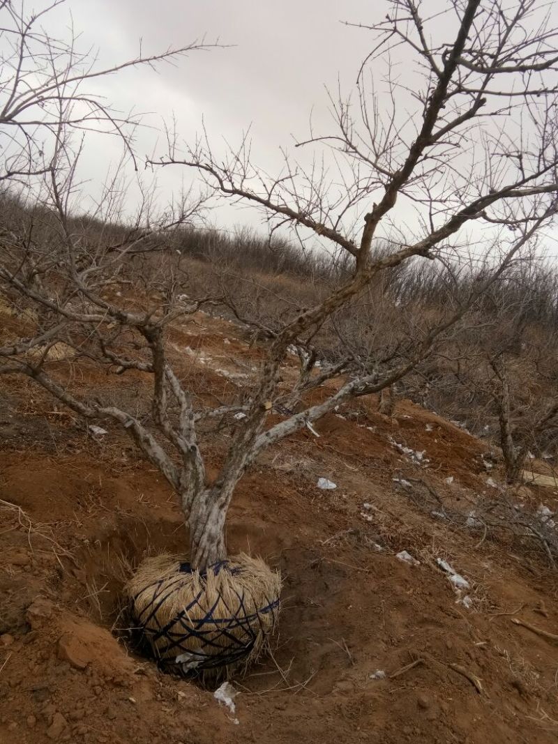 大量出售石榴树