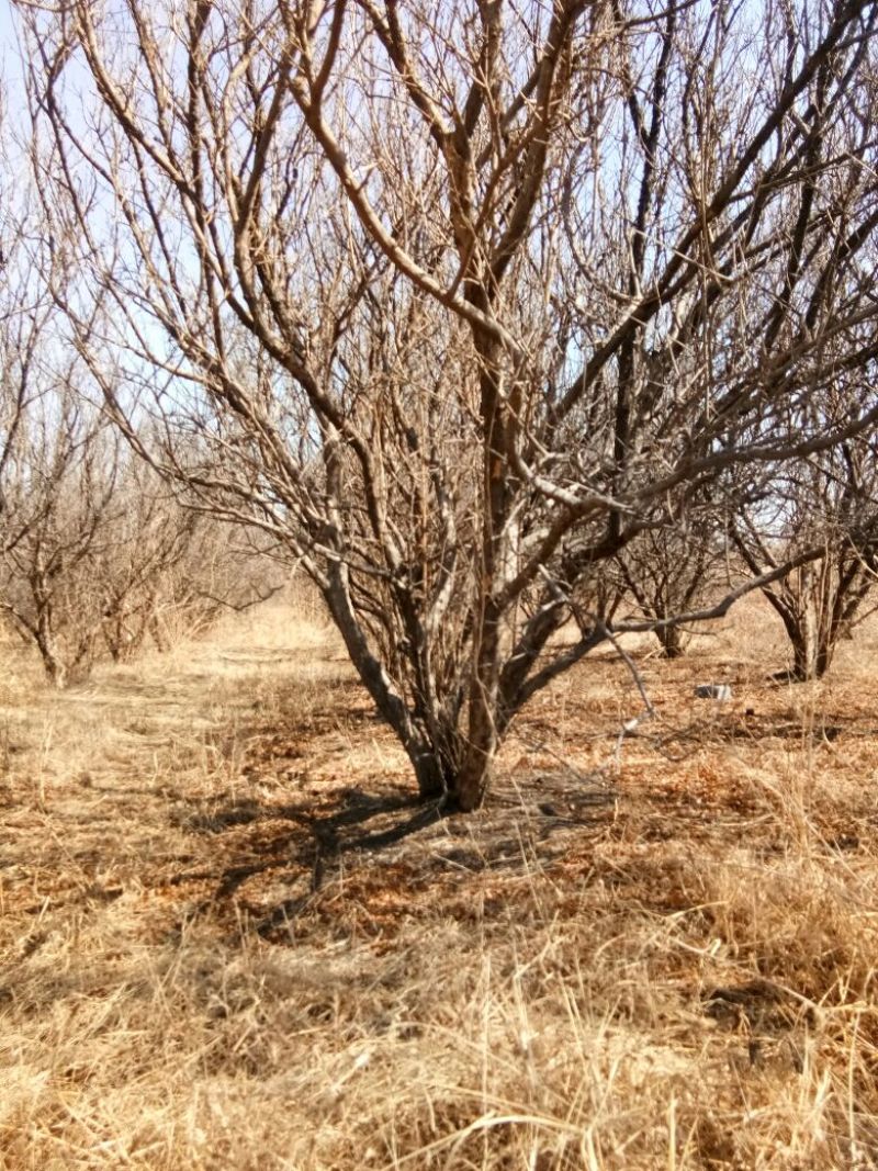 大量出售石榴树