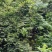 贵州高原纯野生猕猴桃