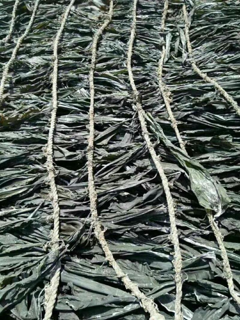 海带新干海带皮海制品水藻类海带头地摊展会