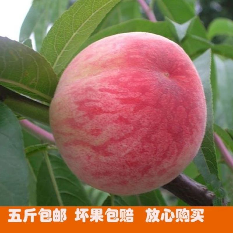 陕西五月红早熟脆桃红而不软