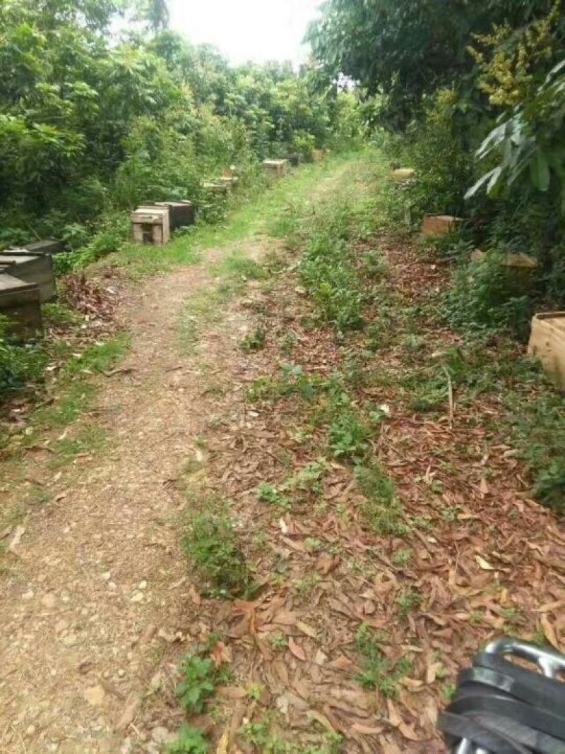一件代发深山土蜂蜜冬蜜包邮（平台代卖勿扰）