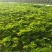 牛奶草莓苗/牛奶草莓品种介绍/牛奶草莓苗价格多少钱