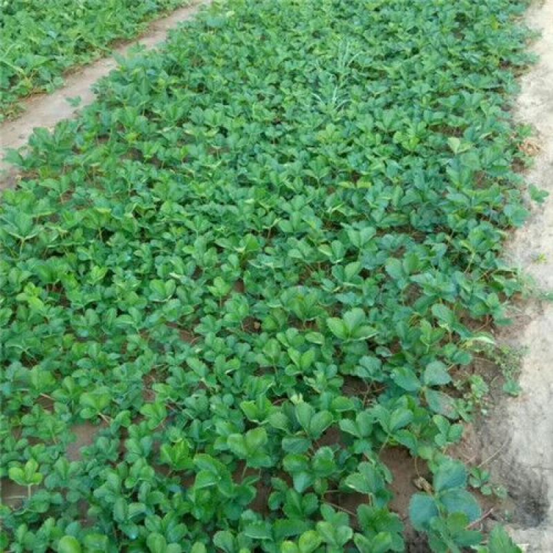 牛奶草莓苗/牛奶草莓品种介绍/牛奶草莓苗价格多少钱
