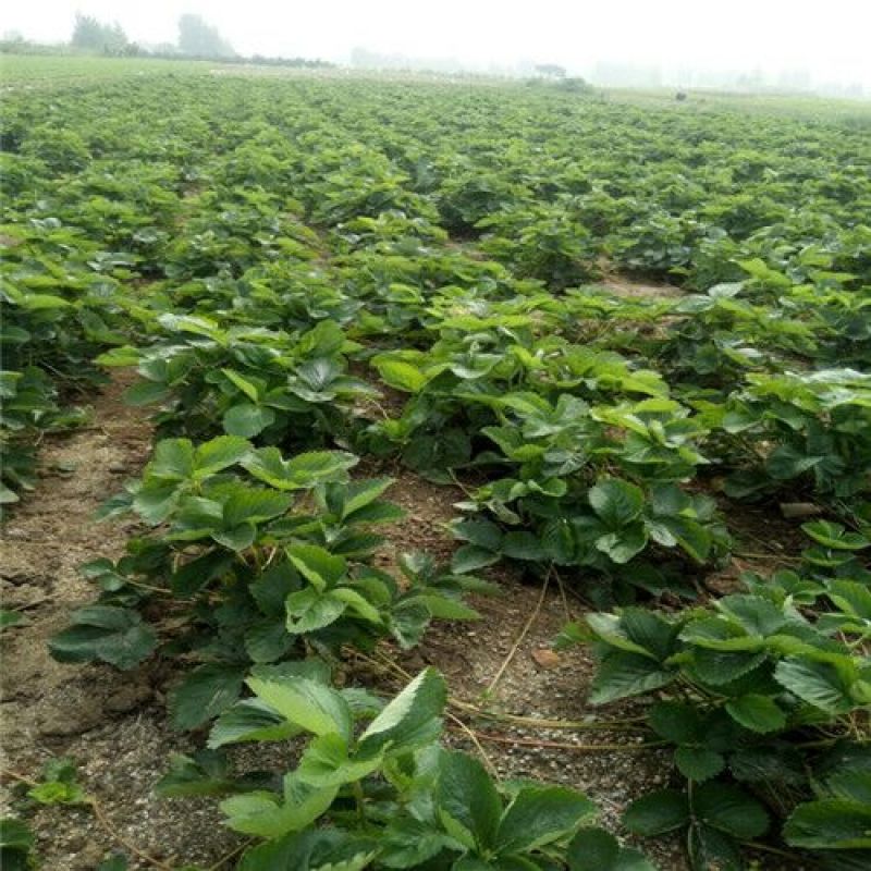 奶油草莓苗/奶油草莓品种介绍/奶油草莓苗价格多少钱