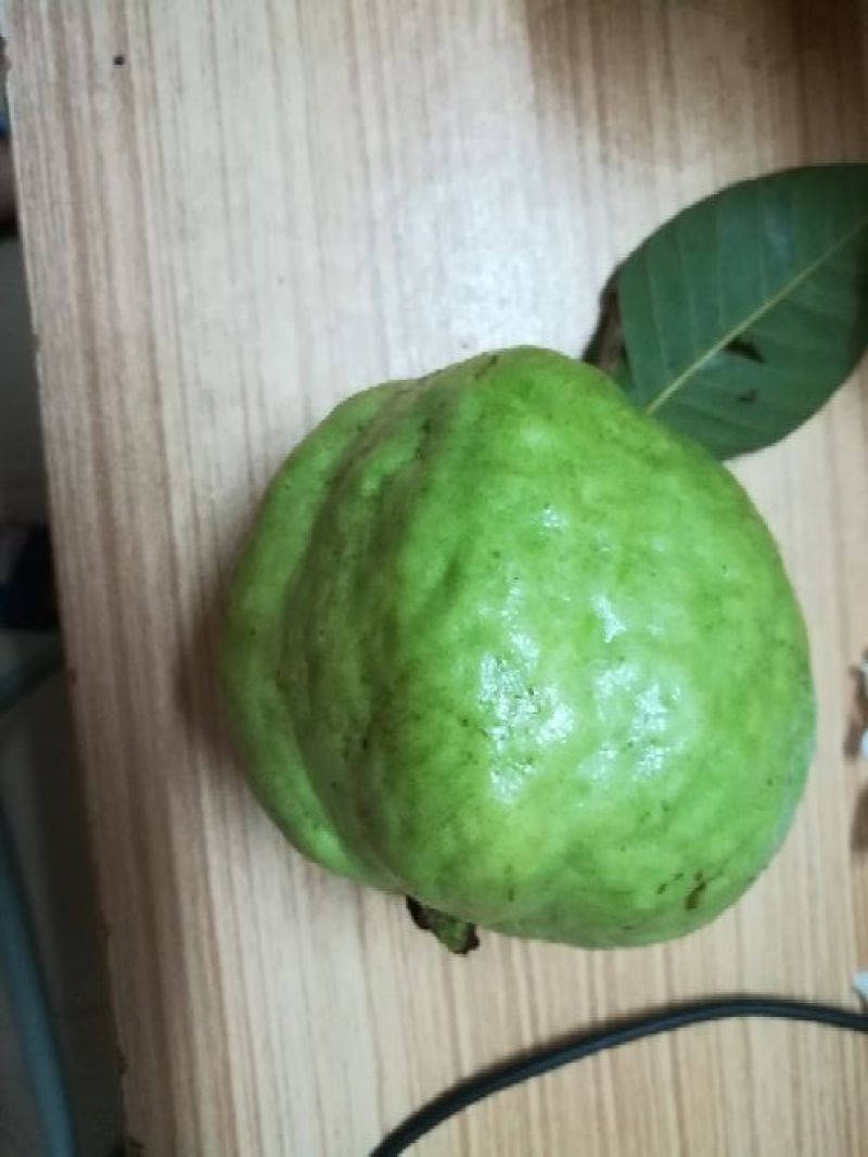 番石榴