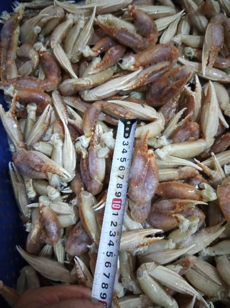扁蟹脚扁蟹钳大号中号小号壳薄肉多品质稳定
