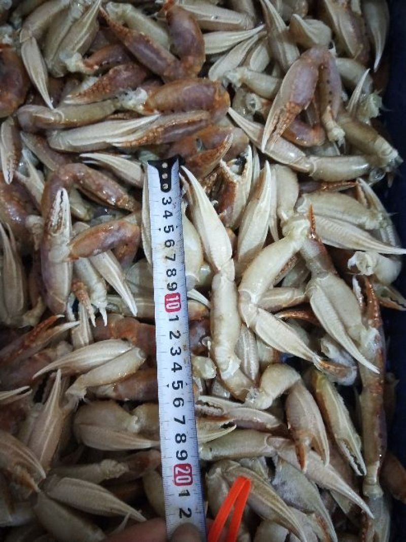 扁蟹脚扁蟹钳大号中号小号壳薄肉多品质稳定