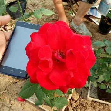 月季基地月季价格大花品种月季