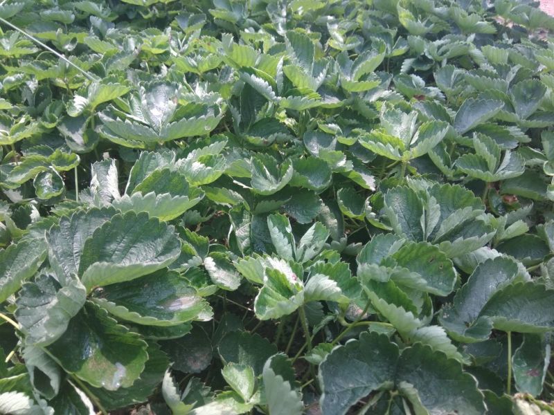 大家好，草莓苗现在可以起苗了，欢迎各位新老客户前来看圃购