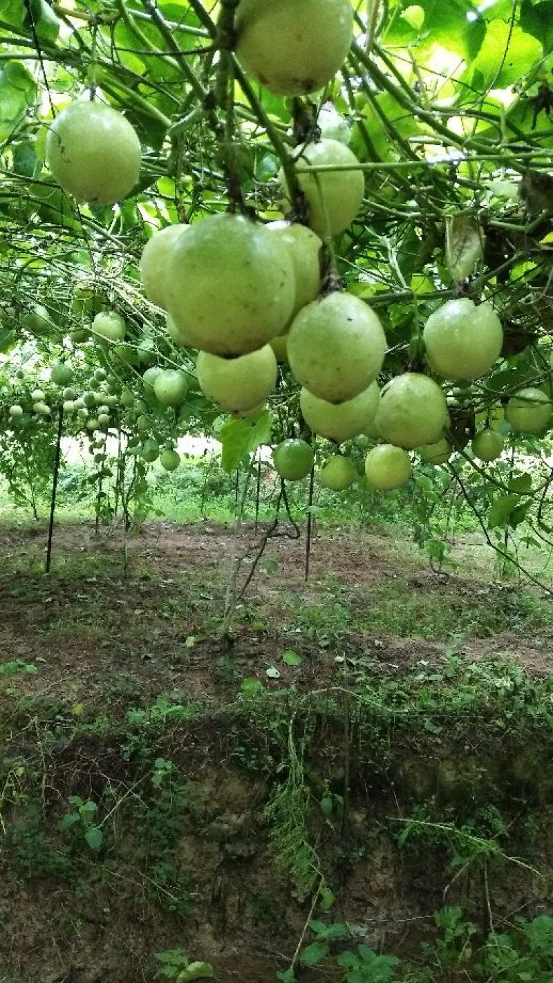 福建漳州黄金百香果西番莲