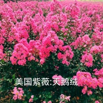 美国紫薇:天鹅绒
