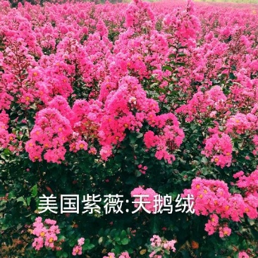 美国紫薇:天鹅绒