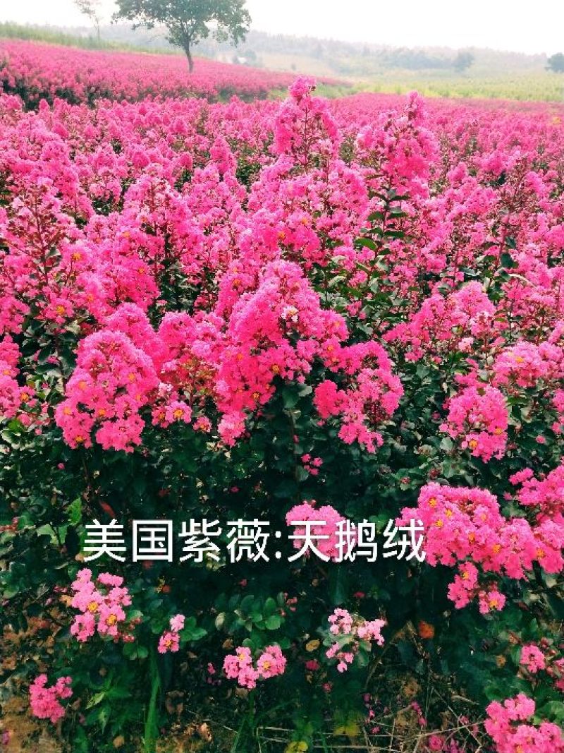 美国紫薇:天鹅绒