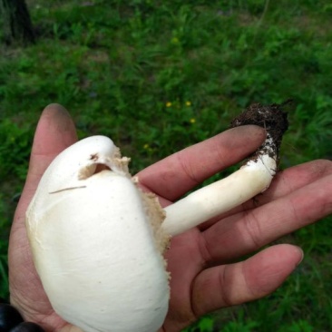 野生菌