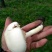 野生菌