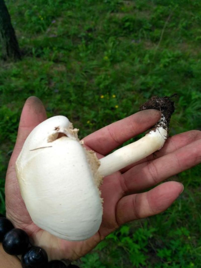 野生菌