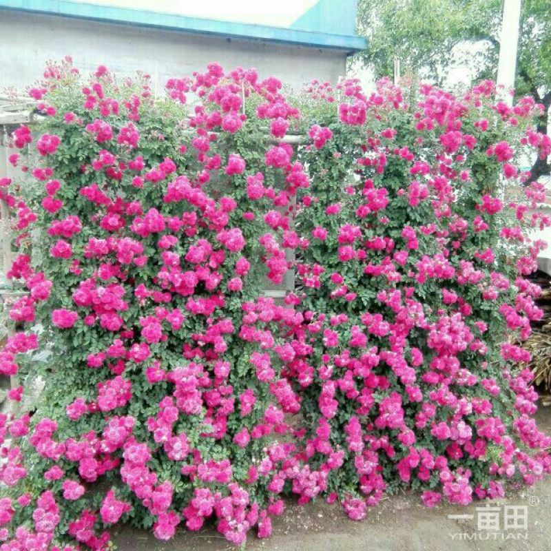 蔷薇花