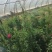 蔷薇花