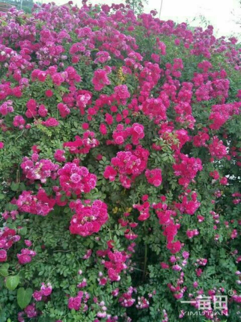 蔷薇花