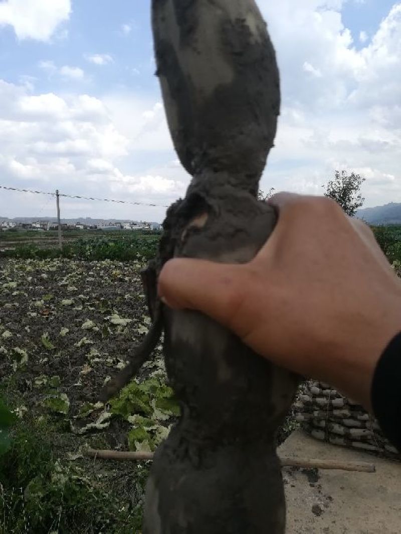 云南精品莲藕大量上市，产地直销，一手货源，量大从优，来电优惠