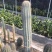 仙人柱（量天尺）