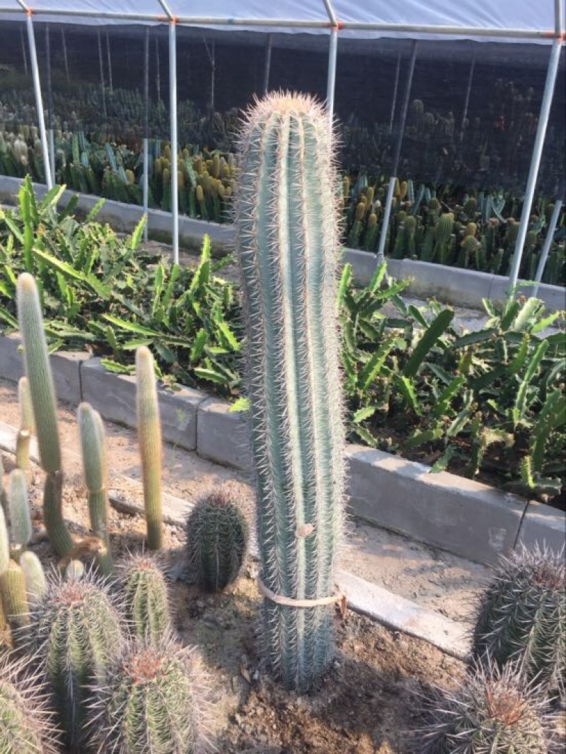 仙人柱（量天尺）