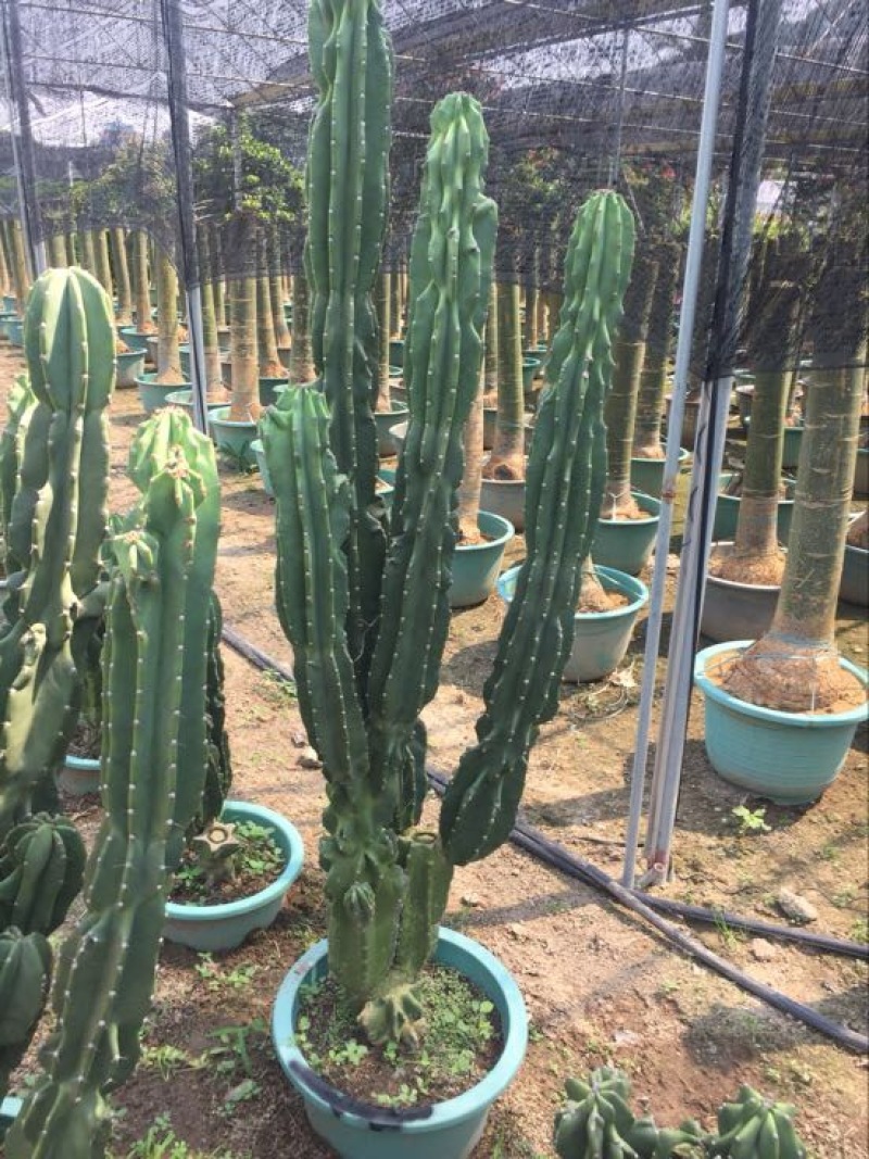 仙人柱（量天尺）