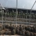 仙人柱（量天尺）