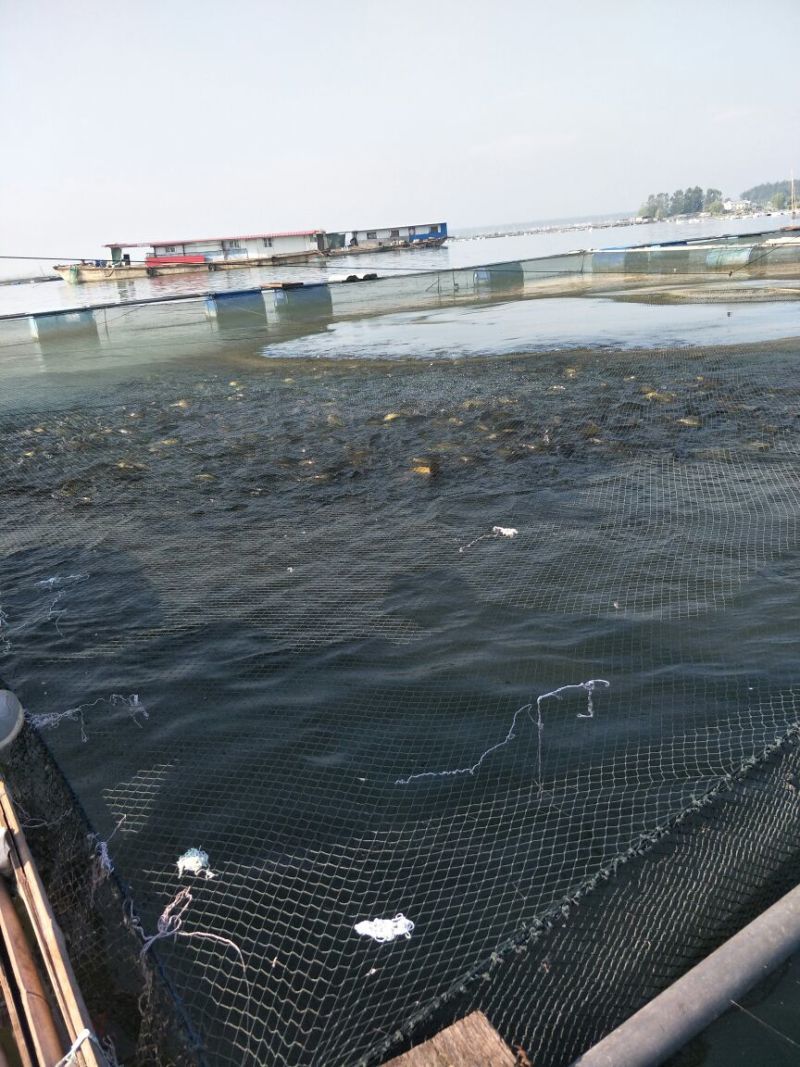 湘云鲫