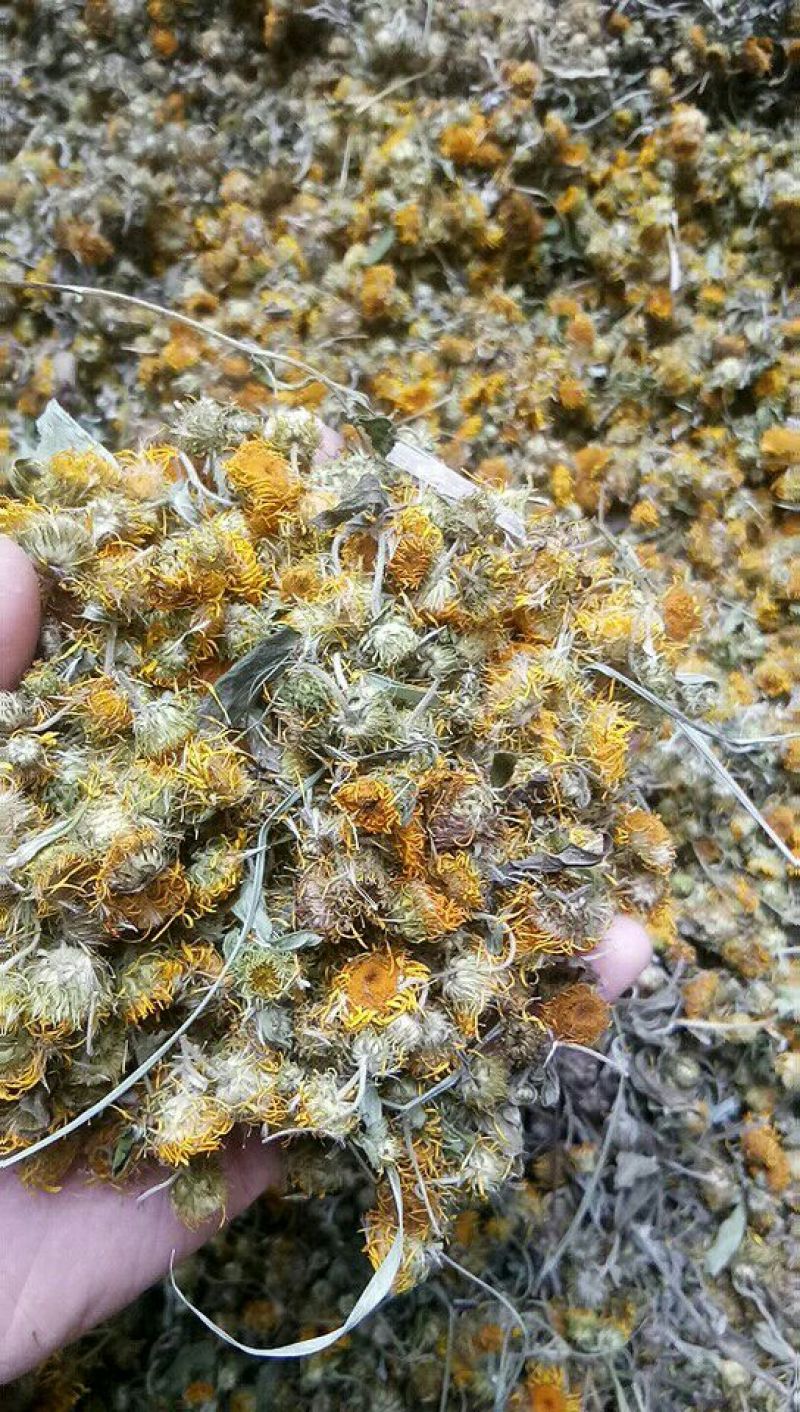 旋覆花产地直供山东庆云大货原产地一手货源