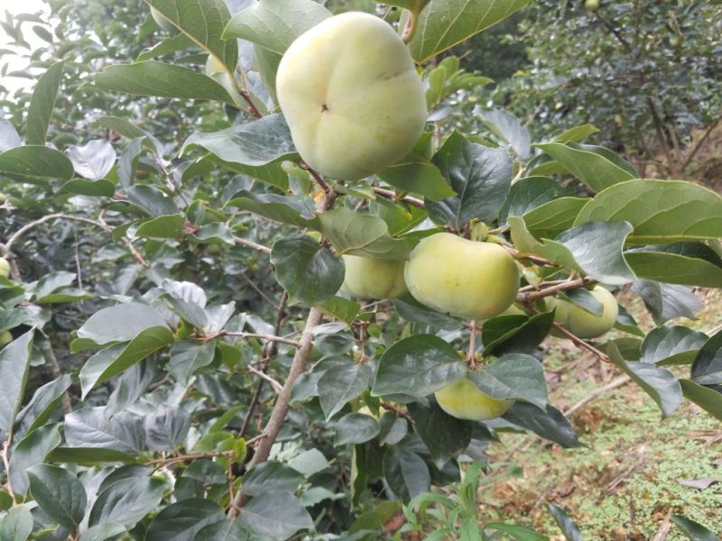 甜心柿非常大，非常甜