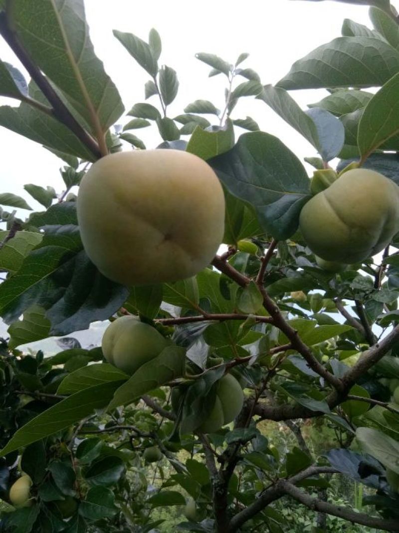 甜心柿非常大，非常甜