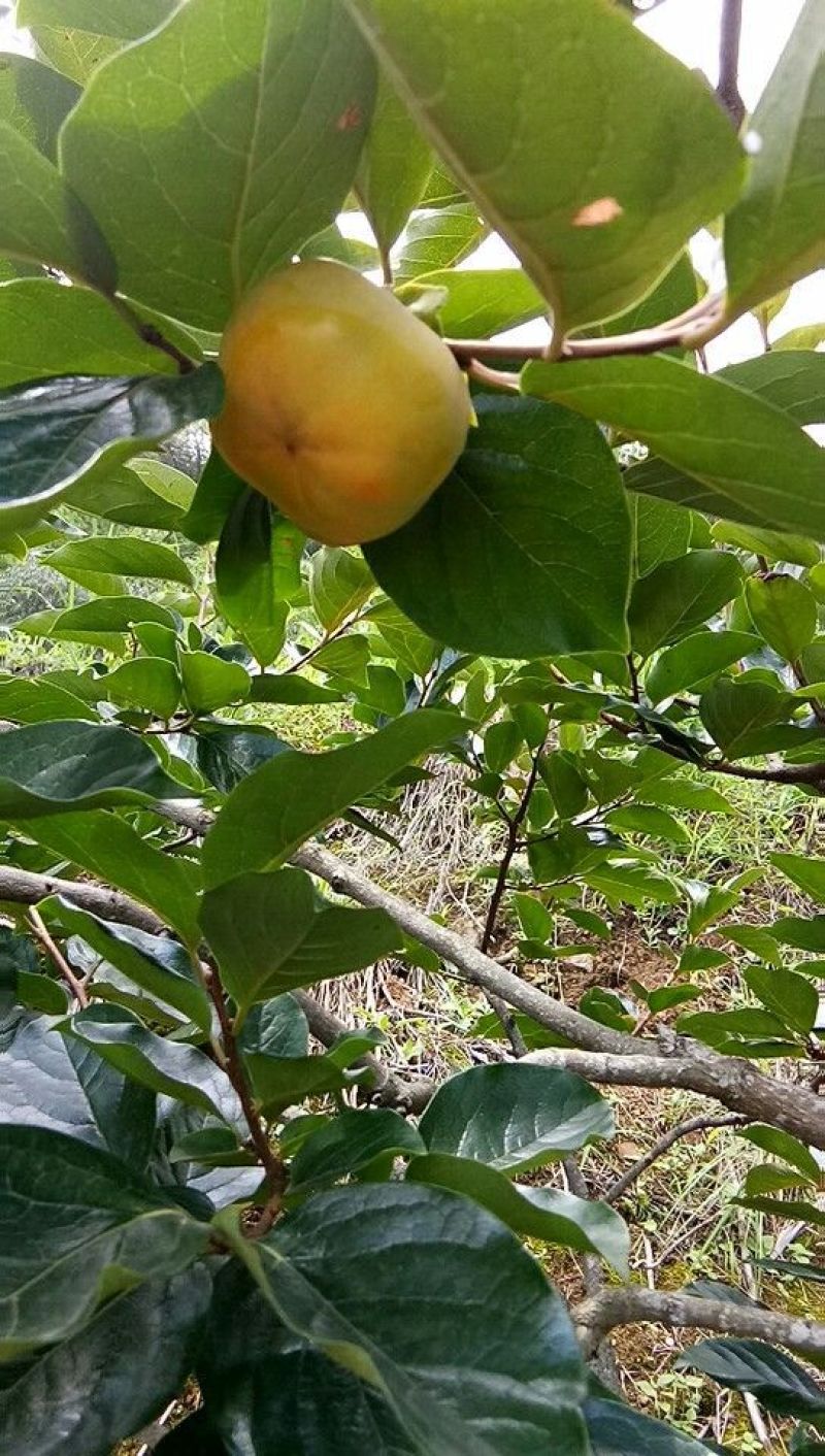 甜心柿非常大，非常甜
