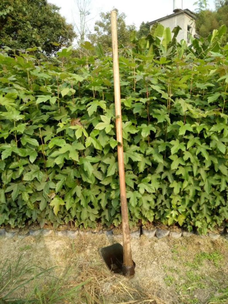 长期供应各种规格的木荷苗，枫香苗，杜英苗，