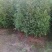 长期供应各种规格的木荷苗，枫香苗，杜英苗，
