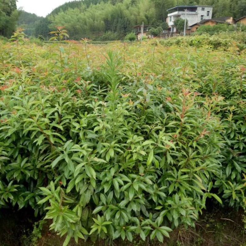 长期供应各种规格的木荷苗，枫香苗，杜英苗，