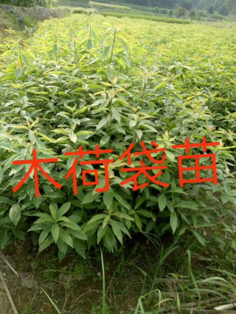 长期供应各种规格的木荷苗，枫香苗，杜英苗，