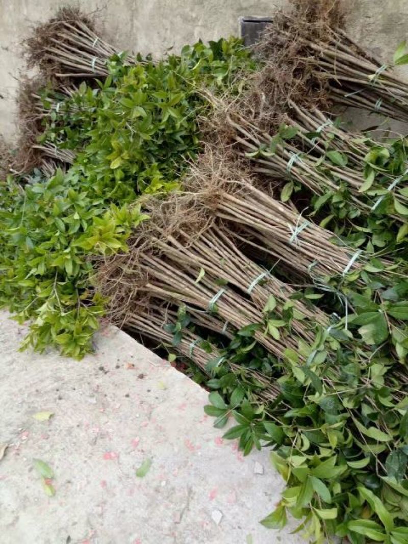 各种规格的桂花，罗汉松，闽楠，福建野鸭椿。