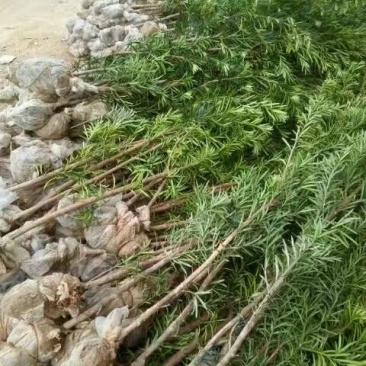 各种规格的桂花，罗汉松，闽楠，福建野鸭椿。
