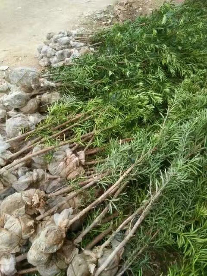 各种规格的桂花，罗汉松，闽楠，福建野鸭椿。