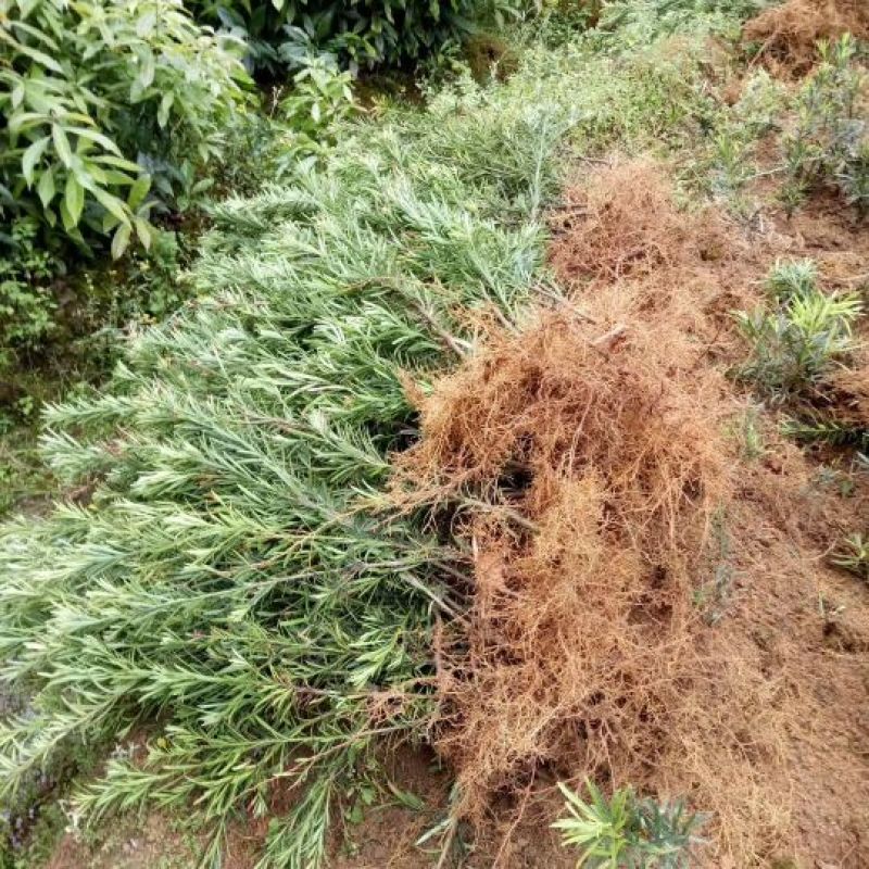 各种规格的桂花，罗汉松，闽楠，福建野鸭椿。