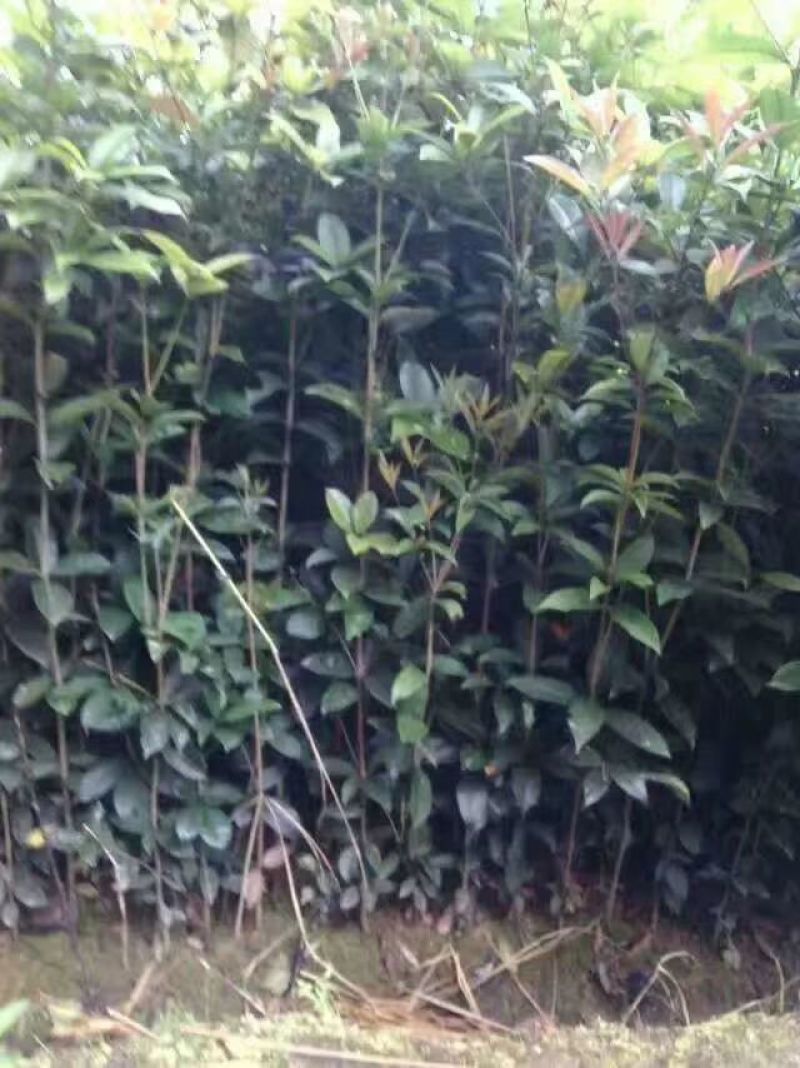 各种规格的桂花，罗汉松，闽楠，福建野鸭椿。