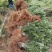 各种规格的桂花，罗汉松，闽楠，福建野鸭椿。